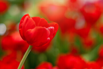 Wall Mural - Red tulip flower blooming in the spring natural garden with soft sunlight, soft selective focus, tulip flower garden blooming in spring season