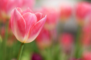 Wall Mural - Sweet pink tulip flower blooming in the spring natural garden with soft sunlight, soft selective focus, tulip flower garden blooming in spring season
