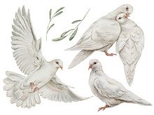 White Pigeons Set In Watercolor Style Isolated On A White Background. Hand-drawn Watercolor Floral Illustration On Transparent Background
