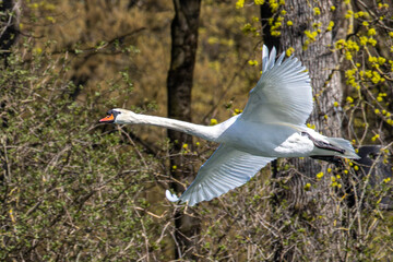 Canvas Print - Mute swan, Cygnus olor flying over a lake in the English Garden in Munich, Germany