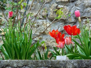 Canvas Print - flower