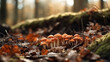 Herbsthintergrund mit Nahaufnahmen von Pilzen im Wald, Generative AI