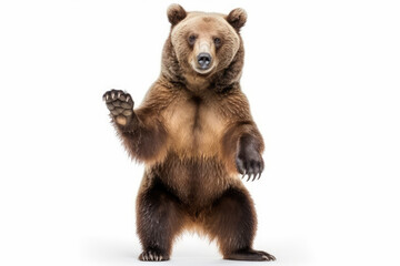 powerful majestic bear pose. impressive picture of a big brown bear standing up on hind legs, isolat