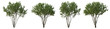 Set of big bush malus shrub isolated png on a transparent background perfectly cutout
