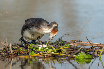 Great Crested Grebe (Podiceps cristatus) on its nest with two eggs.