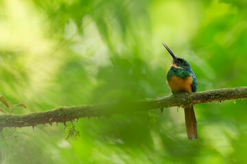 Wall Mural - Rufous-tailed-Jacamar