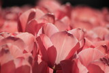 Fototapeta Tulipany - tulip closeup