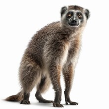 Lemur Isolated On White Background (Generative AI)