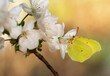 Wiosenny motyl Latolistek Cytrynek na gałązce wiśni