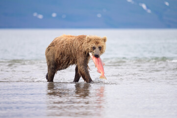 Wall Mural - Ruling the landscape, brown bears of Kamchatka (Ursus arctos beringianus)