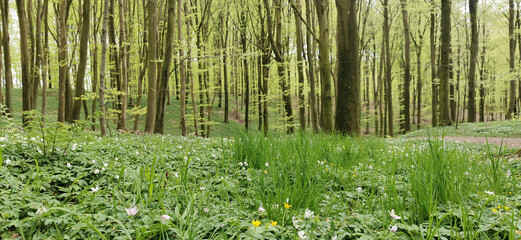 Danish green beech forest in spring season and anemones blossoming in the forest floor