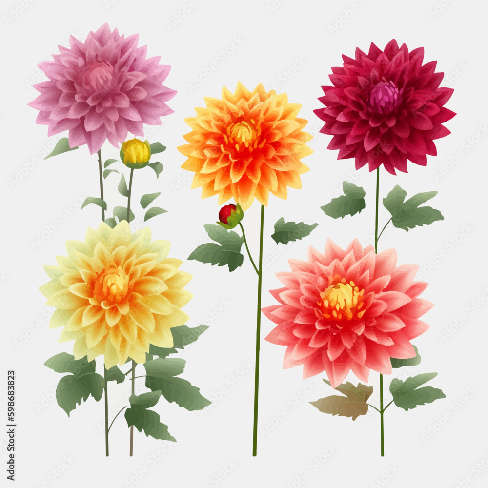 A delightful assortment of dahlia flower vector art for a touch of ...