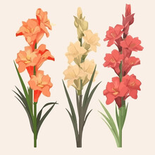 Vector Pack Featuring A Variety Of Gladiolus Flower Illustrations For Versatile Use.