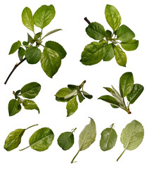 Wall Mural - spring set. young green leaves of an apple tree isolated on a white background. different angles, de