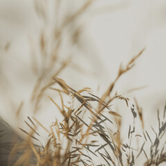 Poster - Beige dried grass bouquet on white background in sunlight shadows. Beautiful background with neutral colours. Aesthetic minimal floral composition. Parisian vibes