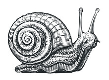Big Snail Crawling Sketch. Invertebrate Animal In Vintage Engraving Style. Vector Illustration