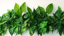 Green Plant Background. Houseplants Leaves Isolate On White Background. Generative Ai