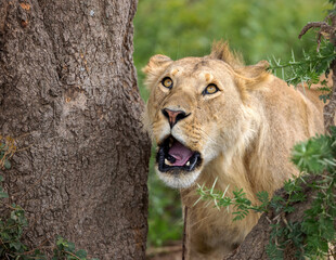 Wall Mural - lion cub in the grass