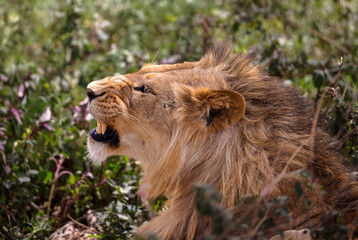 Wall Mural - African Lion, Serengeti, Tanzania