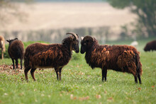 Two Hebridean Shaggy Sheep Face To Face