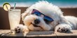 Bichon Frise dog is on summer vacation at seaside resort and relaxing rest on summer beach of Hawaii Generative AI