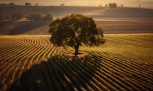  A Lone Tree In A Field Of Crops At Sunset Or Sunrise.  Generative Ai