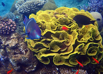 Parrot-fish is named due to its beak-like dental bone with strong teeth and brilliant coloration patters, it inhabits coral reefs together with other exotic fish