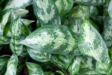 Wall Mural - Poison dart plant, Aglaonema commutatum