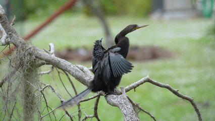 A big anhinga bird resting on tree branch in Florida wetlands