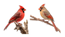 Northern Cardinal, Male And Female Birds, Vibrant Northern Cardinals Cutout PNG: Perfect For DIY Crafts And Creative Design Projects.  Generative AI