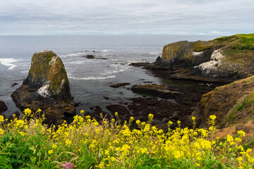 Wall Mural - Tide pools along Oregon Coast