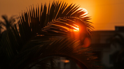 Poster - palm tree at sunset