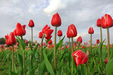Fototapeta Tulipany - Czerwone tulipany, wiosenne kwiaty. Pole tulipanów