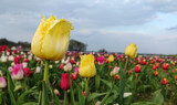 Fototapeta Tulipany - Żółte tulipany