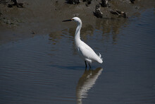 A Snowy Egret Wading In A Tidal Flat.