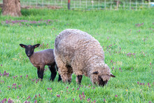 Baby Lamb And Mother Sheep In Early Spring.