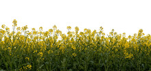Field Of Yellow Rapeseed. Yellow Rapeseed Field In Spring As A Transparent PNG Image.