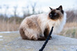 © Locusart - balinese cat on leash