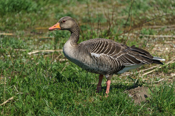 The greylag goose or graylag goose (Anser anser) on a green lawn.