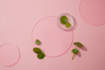 Sticker - Blank space in pink background with gotu kola leaves, petri dish and acrylic sheets. Advertising photo, gotu kola extract for cosmetic using on skin, cosmetic from nature content