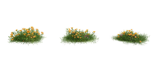 flower common marigold on transparent background.3d rendering png set.
