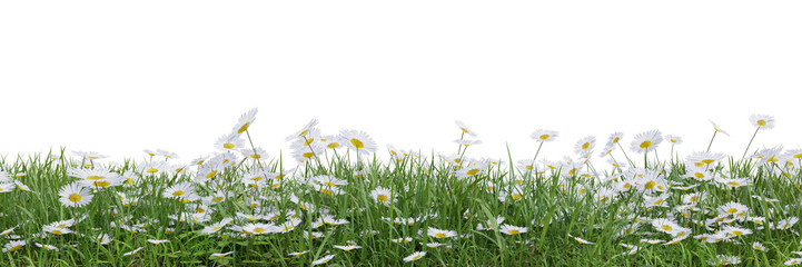 Wall Mural - Green grass and flower fields on transparent background 3d rendering png