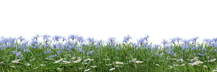 Wall Mural - Green grass and flower fields on transparent background 3d rendering png