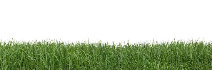 Wall Mural - Grass on transparent background 3d rendering png