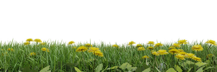 Wall Mural - Green grass and flower fields on transparent background 3d rendering png