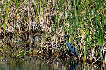 Wall Mural - Little Blue Heron hunting in the tall grass of the everglades.