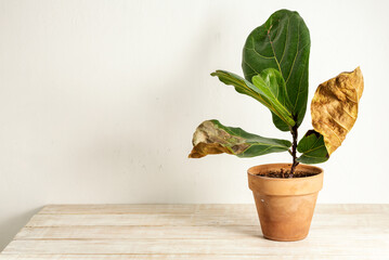 Ficus Lirata with dried leaves