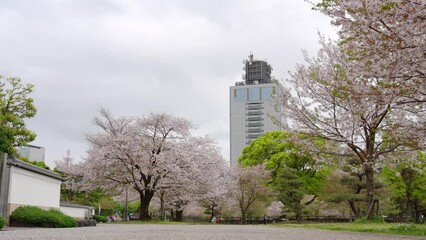 Wall Mural - Sunpu Castle Park with cherry blossoms in Shizuoka, Japan