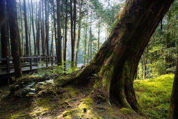 Wall Mural - giant big tree in alishan of taiwan
