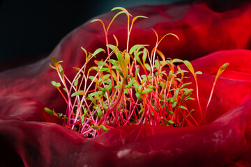 Red beet microgreen shoots close up on black background with water drops. Beet or mangold sprouts creative shots. Food decor. Superfood, healthy eating concept